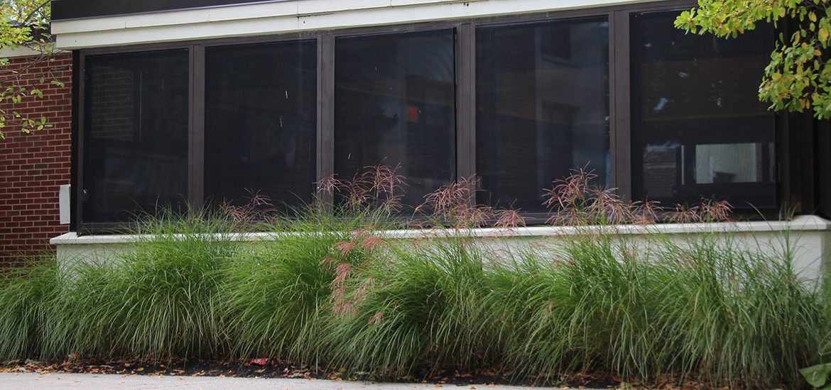 Some of the plants and foliage around the front of Evergreen Hall.
