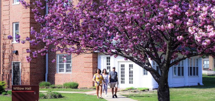 people walking near willow hall under cherry blossom trees
