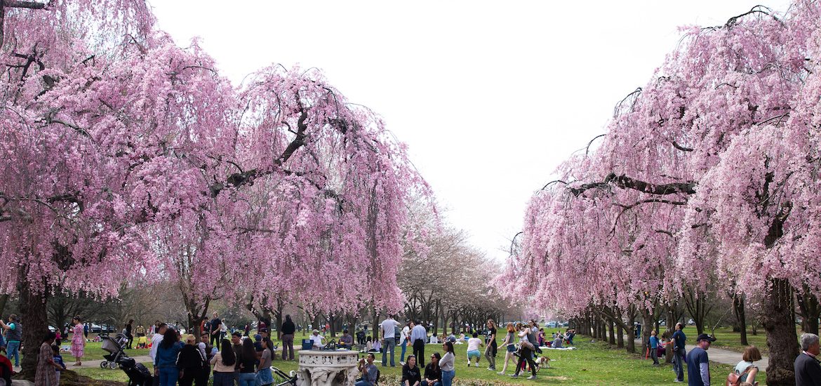 Philadelphia Cherry Blossom Festival 2024 Jasmin Melony