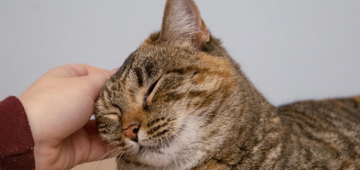 a person petting a cat on its head.