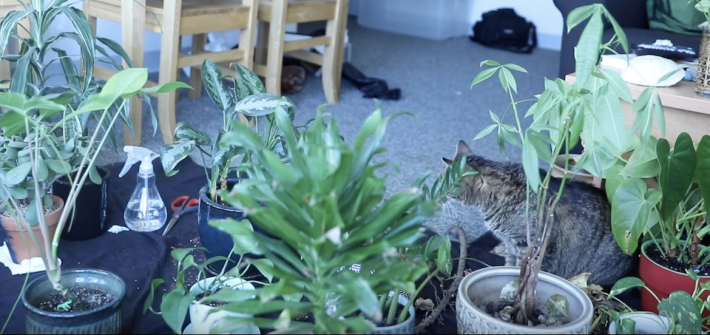 A cat sitting in plants