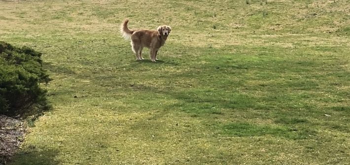 Riley the golden retriever stands in the middle of large yard.
