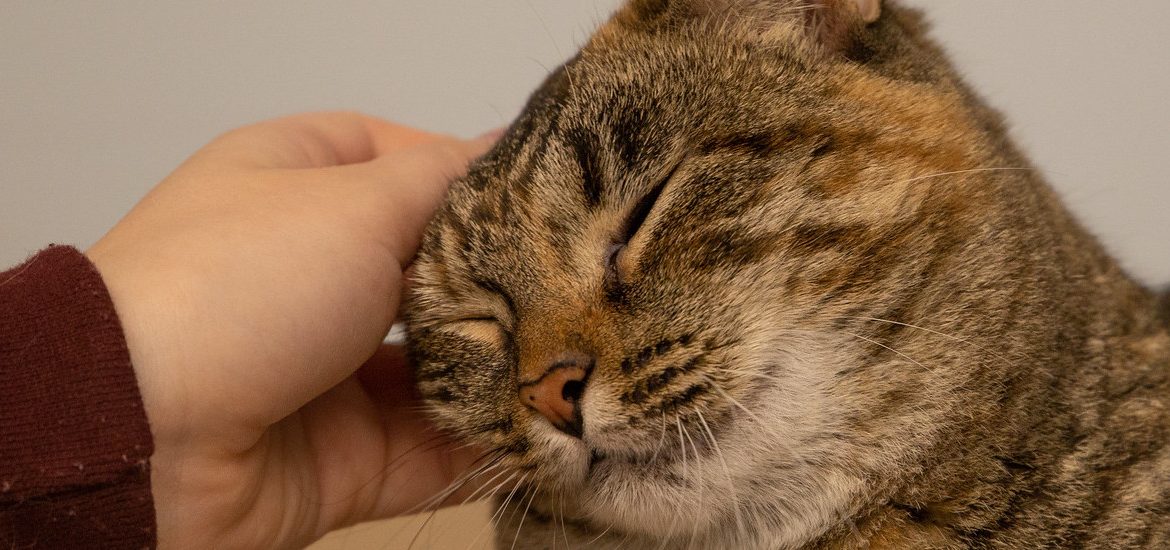 Student volunteer pets a gray tabby cat at an animal shelter