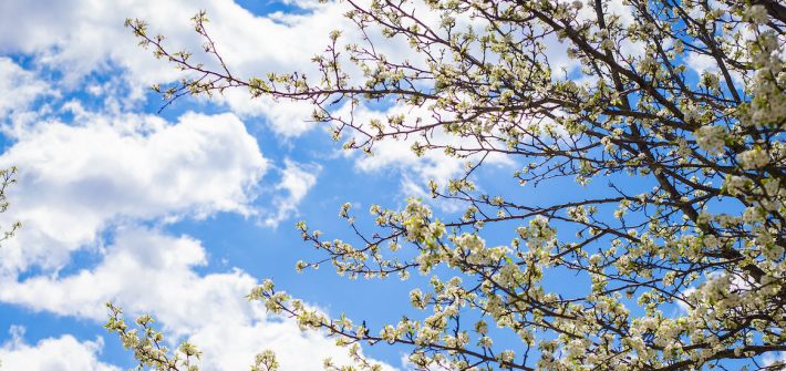 Upward view of white blossoms on a tree and a clear sky with puffy white clouds.