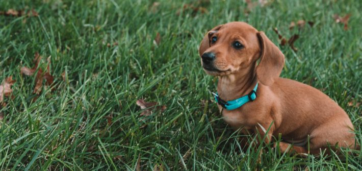 Slinky the dachshund sitting outside in grass.