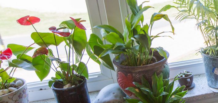 Close up of houseplants on a windowsill in Willow Hall.