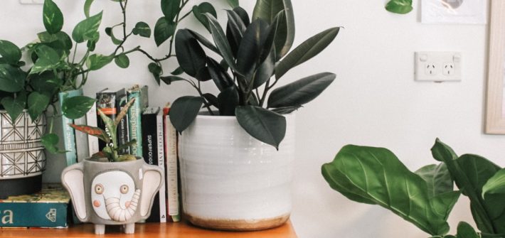 A stock image of house plants and books.