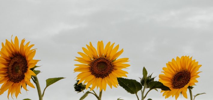 Stock photo of sunflowers.